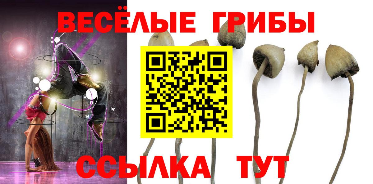 Галлюциногенные грибы Psilocybine cubensis Лысьва